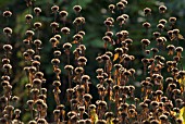 PHLOMIS RUSSELIANA, JERUSALEM SAGE