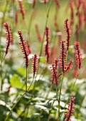 PERSICARIA AMPLEXICAULIS ‘FIRETAIL, RED BISTORT