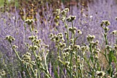 ERYNGIUM YUCCIFOLIUM, SEA HOLLY