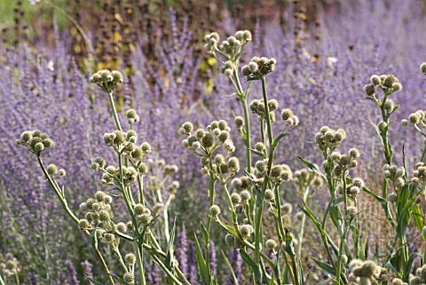 ERYNGIUM_YUCCIFOLIUM_SEA_HOLLY