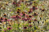 ECHINACEA ANGUSTIFOLIA, ECHINACEA, PURPLE CONEFLOWER