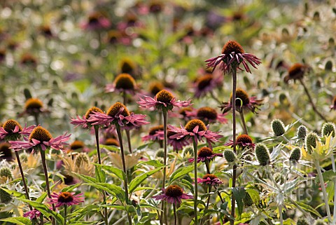 ECHINACEA_ANGUSTIFOLIA_ECHINACEA_PURPLE_CONEFLOWER