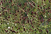 SANGUISORBA OFFICINALIS, GREAT BURNETT