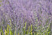 PEROVSKIA BLUE SPIRE, RUSSIAN SAGE