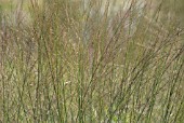 MOLINIA CAERULEA TRANSPARENT, PURPLE MOOR GRASS