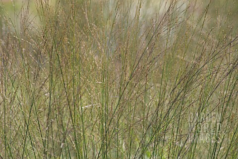 MOLINIA_CAERULEA_TRANSPARENT_PURPLE_MOOR_GRASS