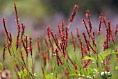 PERSICARIA AMPLEXICAULIS ‘FIRETAIL, RED BISTORT