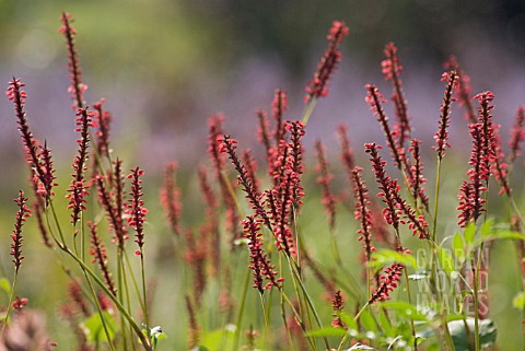 PERSICARIA_AMPLEXICAULIS_FIRETAIL_RED_BISTORT