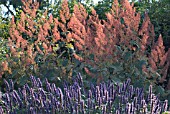 MACLEAYA CORDATA, PLUME POPPY