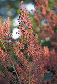 MACLEAYA CORDATA, PLUME POPPY