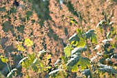 MACLEAYA CORDATA, PLUME POPPY