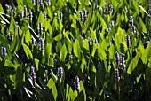 PONTEDERIA, PICKEREL WEED