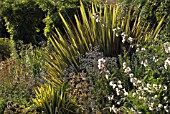 PHORMIUM TENAX YELLOW WAVE, NEW ZEALAND FLAX