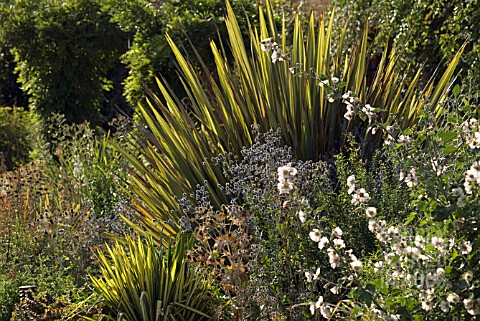 PHORMIUM_TENAX_YELLOW_WAVE_NEW_ZEALAND_FLAX