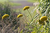 ACHILLEA FILIPENDULINA GOLD PLATE, YARROW