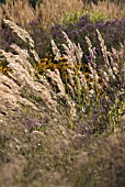 CALAMAGROSTIS BRACHYTRICHA, KOREAN FEATHER REED GRASS