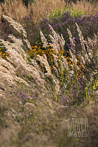 CALAMAGROSTIS_BRACHYTRICHA_KOREAN_FEATHER_REED_GRASS