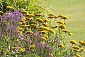 ACHILLEA FILIPENDULINA GOLD PLATE, YARROW