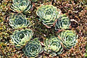 SEMPERVIVUM, HOUSELEEK