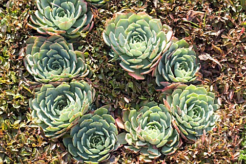 SEMPERVIVUM_HOUSELEEK