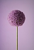 ALLIUM GIGANTEUM, ALLIUM