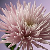 DENDRANTHEMA, CHRYSANTHEMUM