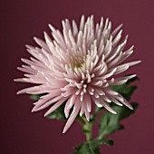 DENDRANTHEMA, CHRYSANTHEMUM