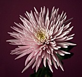 DENDRANTHEMA, CHRYSANTHEMUM