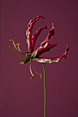 GLORIOSA SUPERBA ROTHSCHILDIANA, GLORIOSA LILY