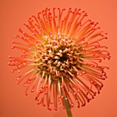 LEUCOSPERMUM CORDIFOLIUM, PINCUSHION