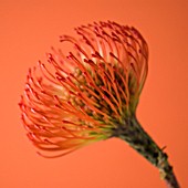 LEUCOSPERMUM CORDIFOLIUM, PINCUSHION