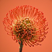 LEUCOSPERMUM CORDIFOLIUM, PINCUSHION