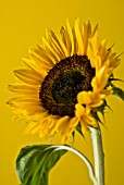 HELIANTHUS ANNUS, SUNFLOWER