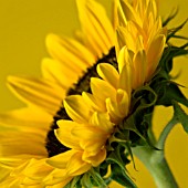 HELIANTHUS ANNUS, SUNFLOWER