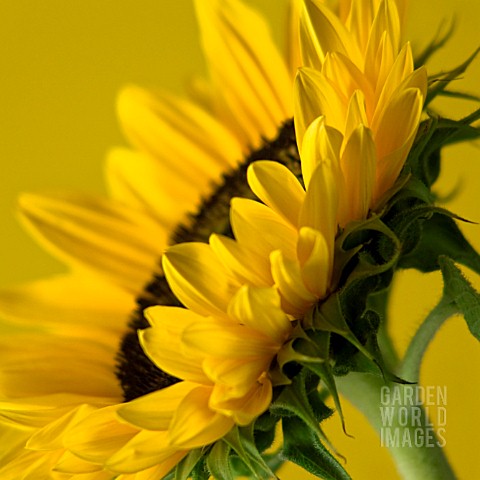 HELIANTHUS_ANNUS_SUNFLOWER