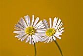 BELLIS PERENNIS, DAISY - LAWN DAISY