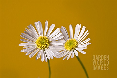 BELLIS_PERENNIS_DAISY__LAWN_DAISY