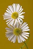 BELLIS PERENNIS, DAISY - LAWN DAISY