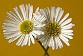 BELLIS PERENNIS, DAISY - LAWN DAISY