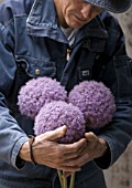 ALLIUM GIGANTEUM, ALLIUM