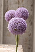 ALLIUM GIGANTEUM, ALLIUM