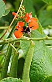 PHASEOLUS COCCINEUS, RUNNER BEAN