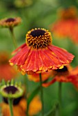 HELENIUM MOERHEIM BEAUTY, HELENS FLOWER, SNEEZEWEED