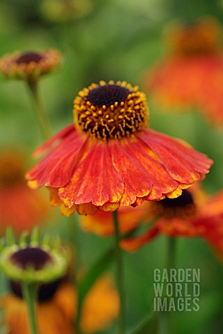 HELENIUM_MOERHEIM_BEAUTY_HELENS_FLOWER_SNEEZEWEED