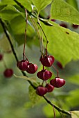 EUONYMUS VARIETY NOT IDENTIFIED, SPINDLE TREE