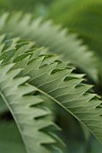 MELIANTHUS MAJOR, HONEY BUSH