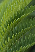 MELIANTHUS MAJOR, HONEY BUSH