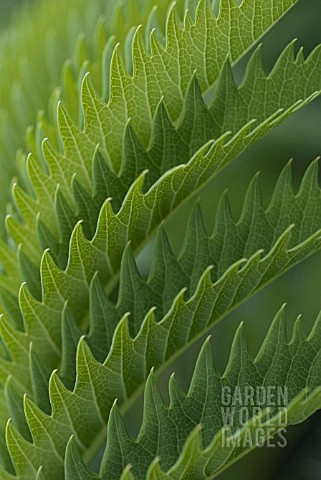 MELIANTHUS_MAJOR_HONEY_BUSH