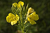 OENOTHERA BIENNIS, EVENING PRIMROSE