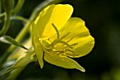 OENOTHERA BIENNIS, EVENING PRIMROSE